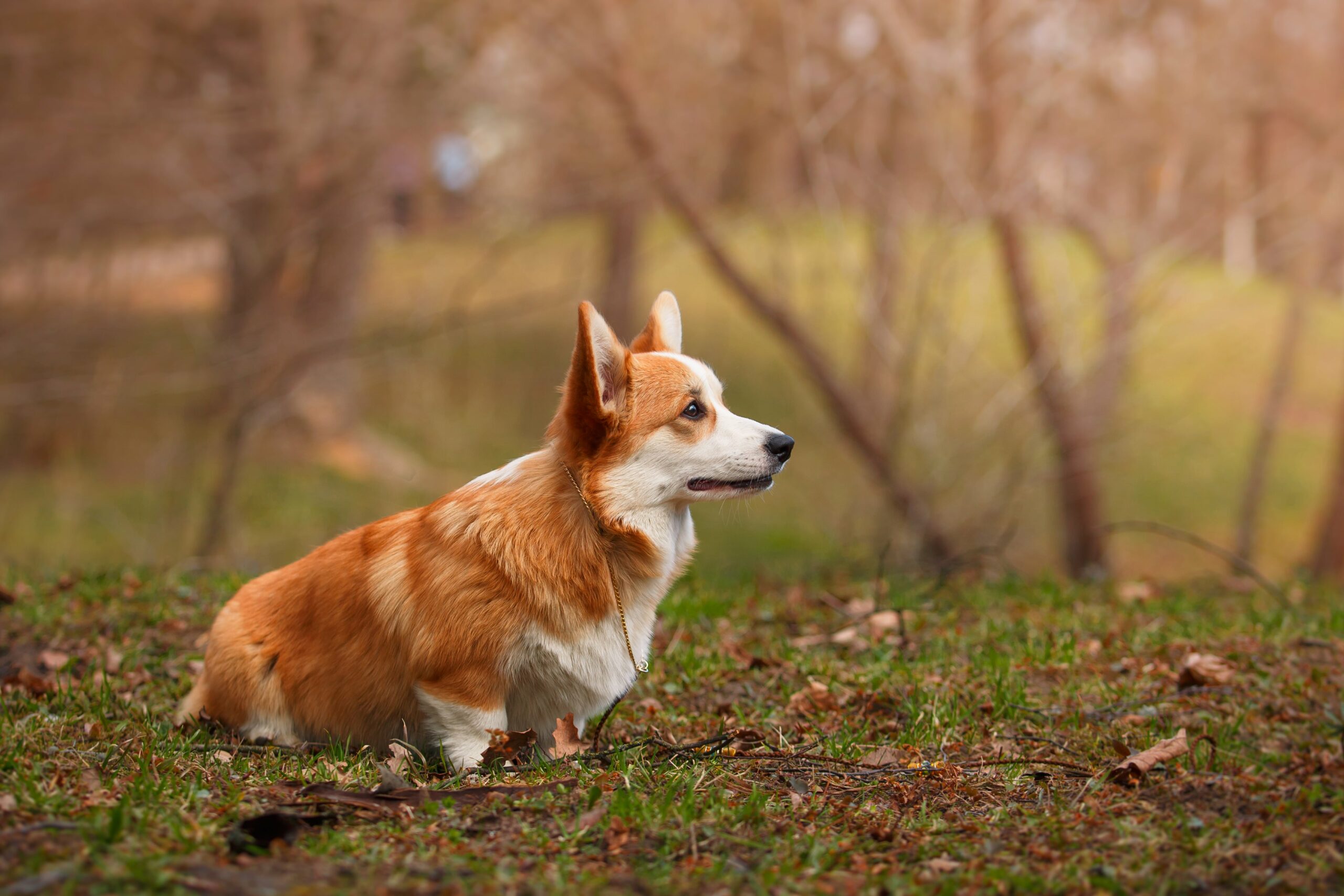 corgipoo dog breed: puppies, breeders, price, rescue& more