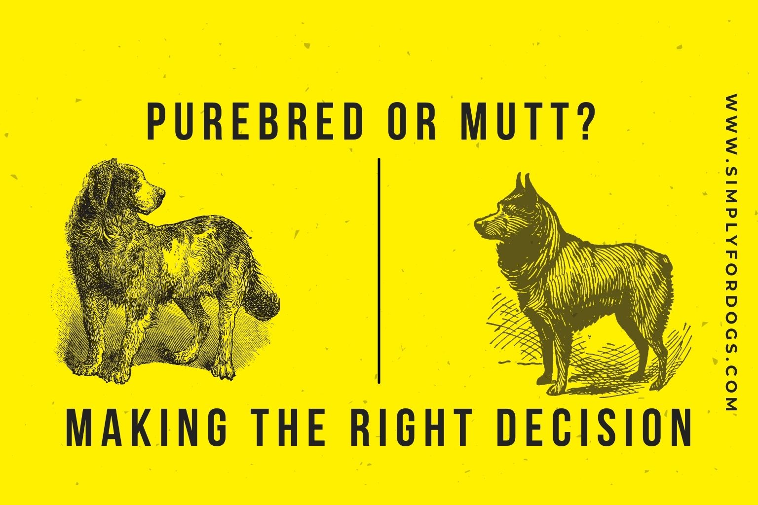 Purebred-Or-Mutt-Making-The-Right-Decision