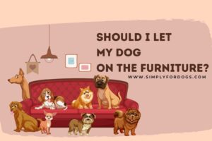 Should-I-Let-My-Dog-On-the-Furniture