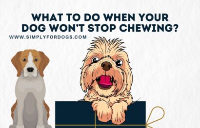 What-to-Do-When-Your-Dog-Won’t-Stop-Chewing