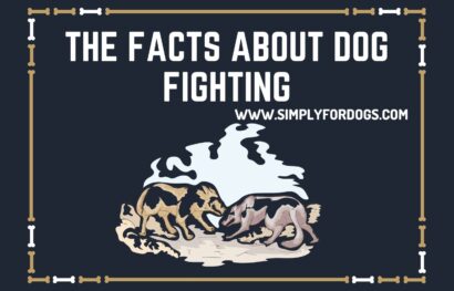 The Facts About Dog Fighting