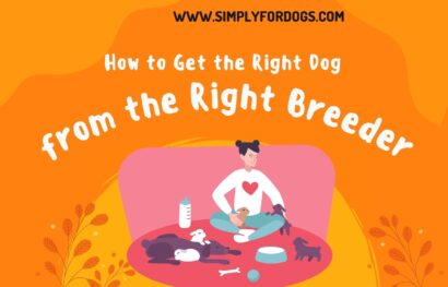 Get the right dog from the right breeder