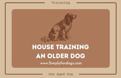 House-Training-an-Older-Dog