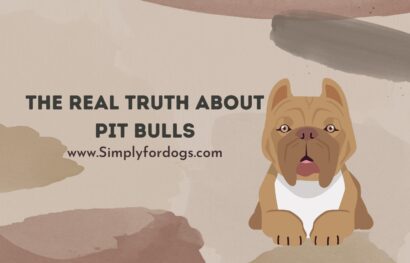 The-Real-Truth-About-Pit-Bulls