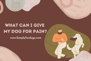 ﻿What-Can-I-Give-My-Dog-for-Pain