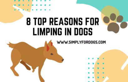 8 Top Reasons for Limping in Dogs