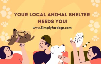 Animal-Shelter