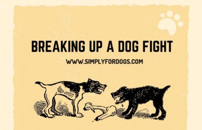 Breaking up a Dog Fight