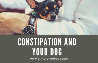 Constipation-and-Your-Dog