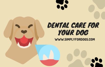 Dental Care for Your Dog