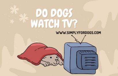 Do Dogs Watch TV
