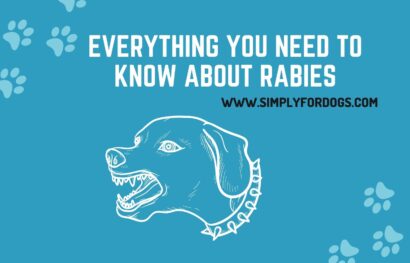 Everything You Need to Know About Rabies