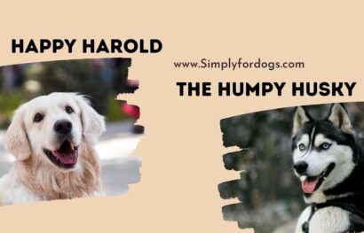 Happy-Harold-the-Humpy-Husky