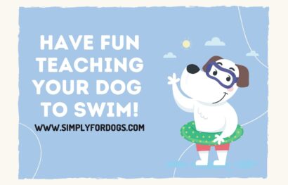 Have Fun Teaching Your Dog to Swim!