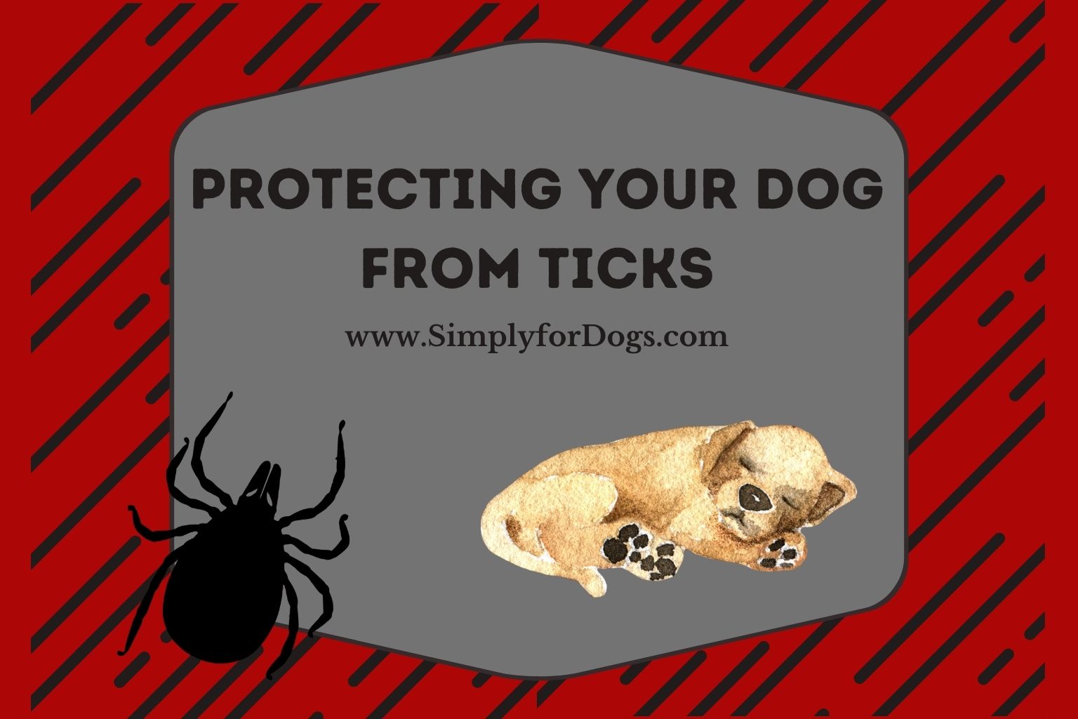 Protecting Your Dog from Ticks