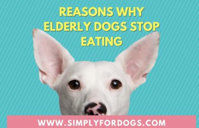 Reasons-Why-Elderly-Dogs-Stop-Eating