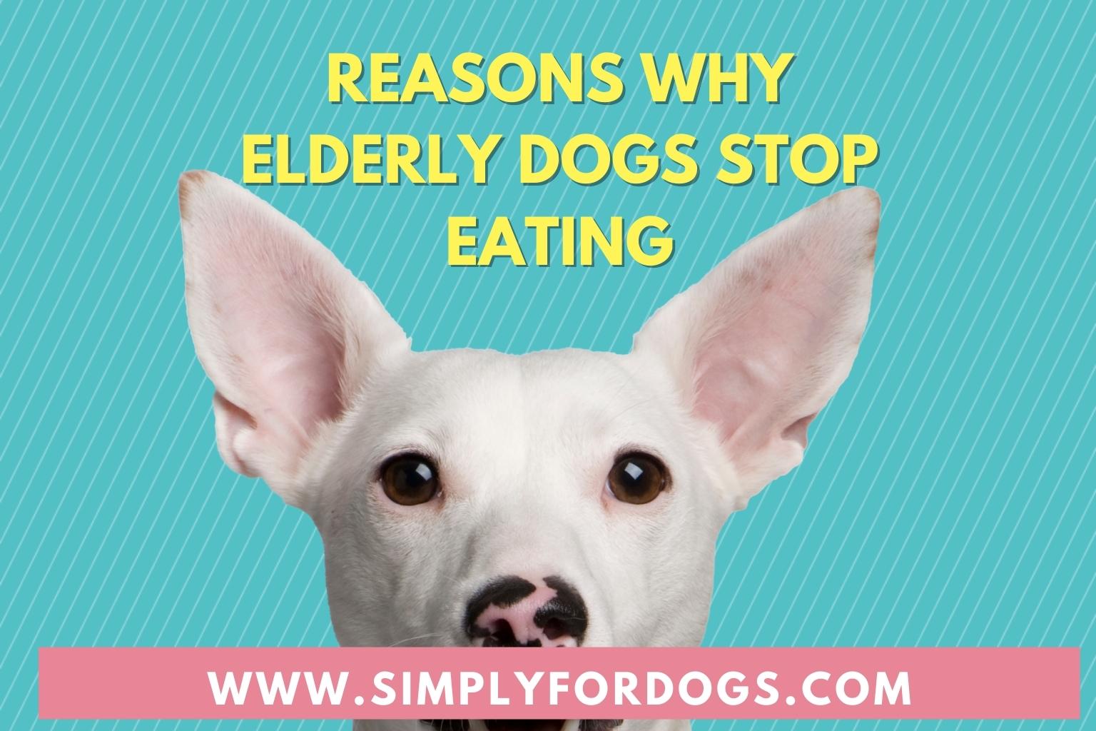 Reasons-Why-Elderly-Dogs-Stop-Eating
