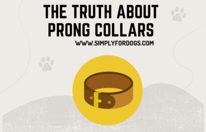 The Truth About Prong Collars