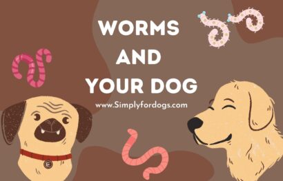 Worms-and-Your-Dog