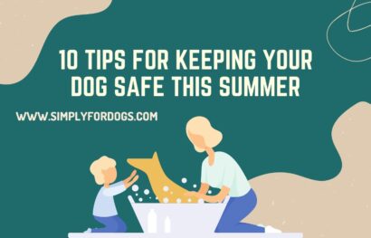 10 Tips for Keeping Your Dog Safe This Summer
