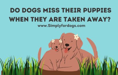 Dogs-Miss-Their-Puppies