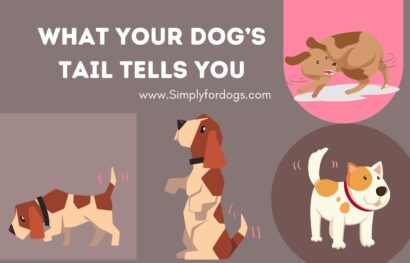 Dog's-Tail-Tells