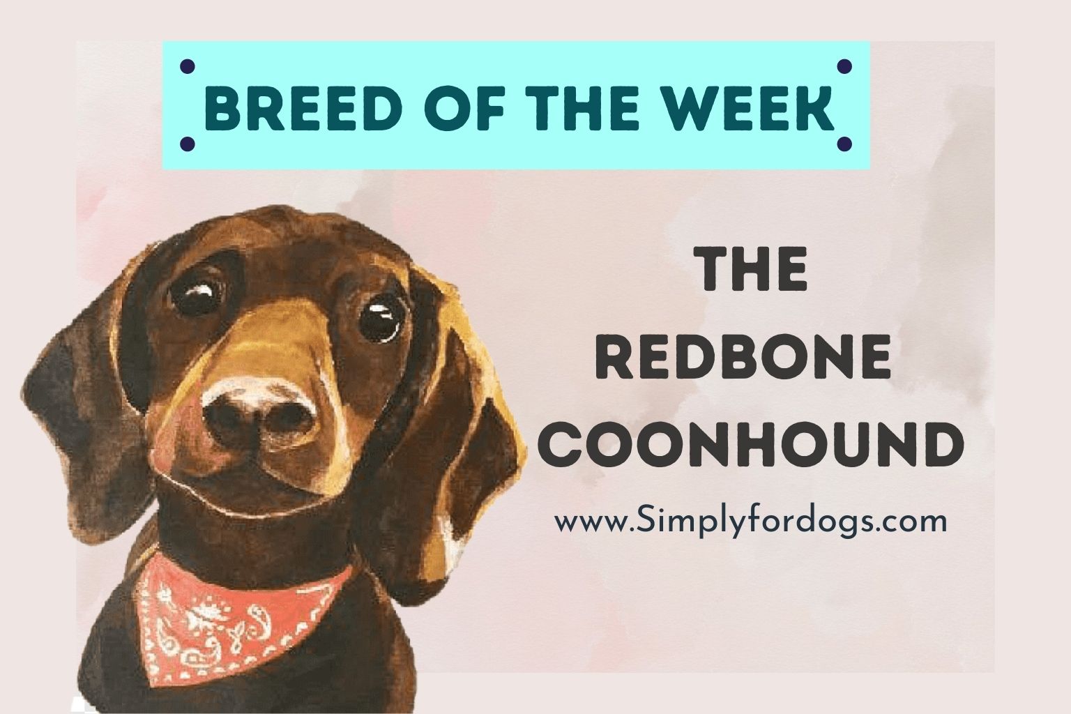 Breed of the Week The Redbone Coonhound