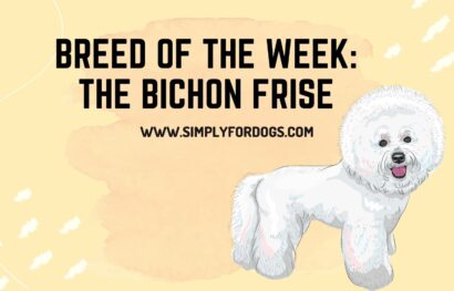 Breed of the Week_ The Bichon Frise