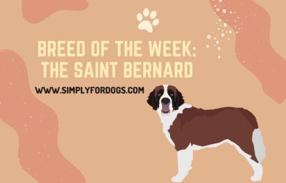 Breed of the Week_ The Saint Bernard