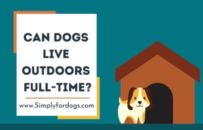 Can Dogs Live Outdoors Full-Time