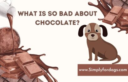 Dog-Eats-Chocolate
