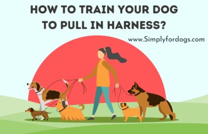 How to Train Your Dog to Pull in Harness