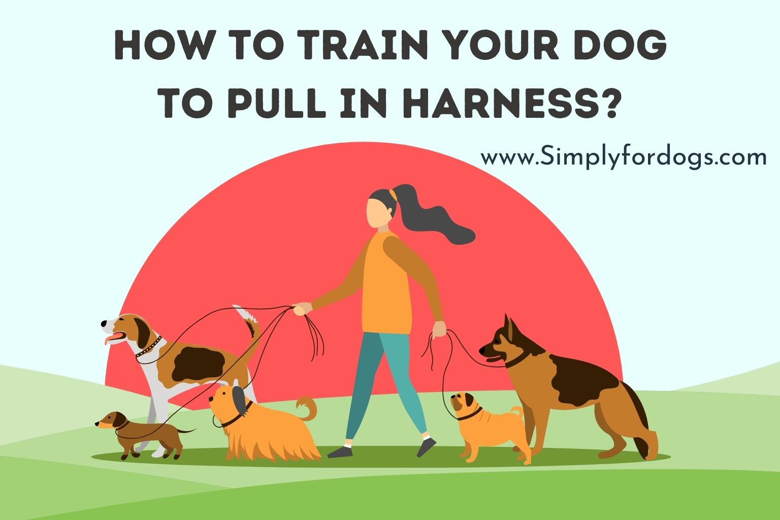 How to Train Your Dog to Pull in Harness
