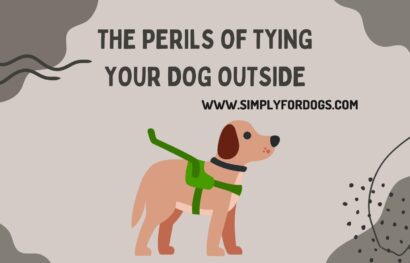 The Perils of Tying Your Dog Outside