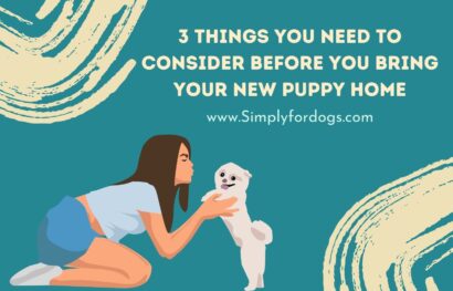 Bring Your New Puppy Home