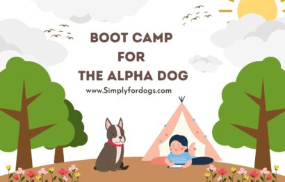Dog-Boot-Camp