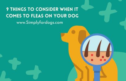 Fleas-on-Your-Dog