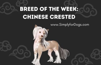 Breed of the Week_ Chinese Crested