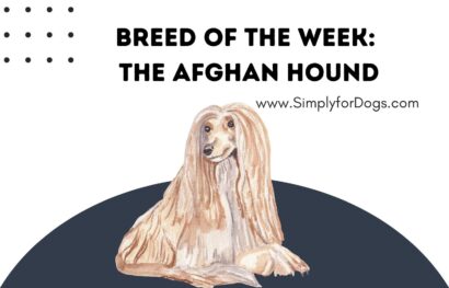Breed of the Week_ The Afghan Hound