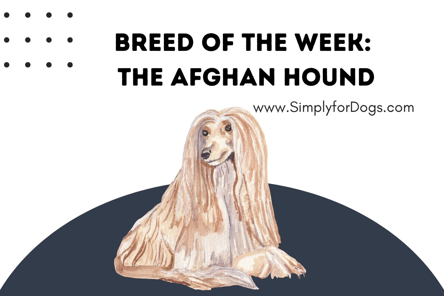Breed of the Week_ The Afghan Hound
