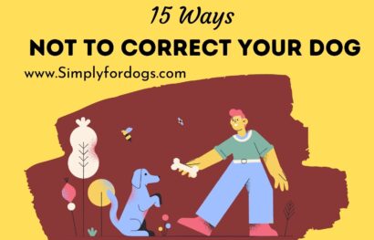 Correct-Your-Dog