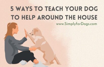 Dog-Teach