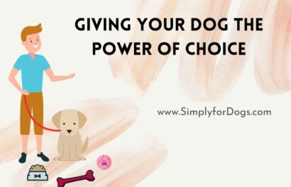 Dog's-Choice