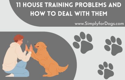 House Training Dog