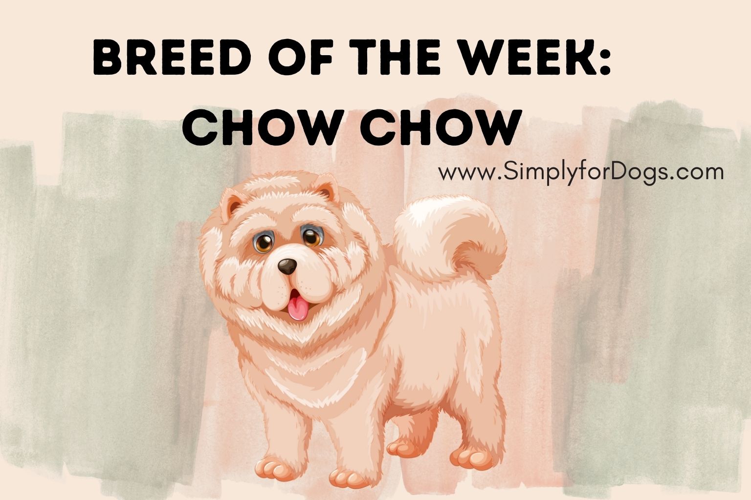 Breed of the Week_ Chow Chow