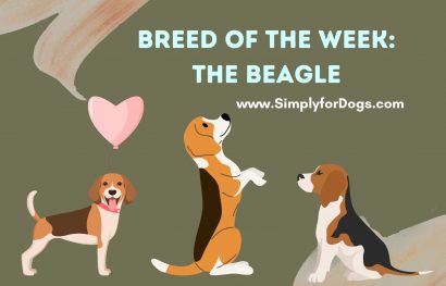 Breed of the Week_ The Beagle