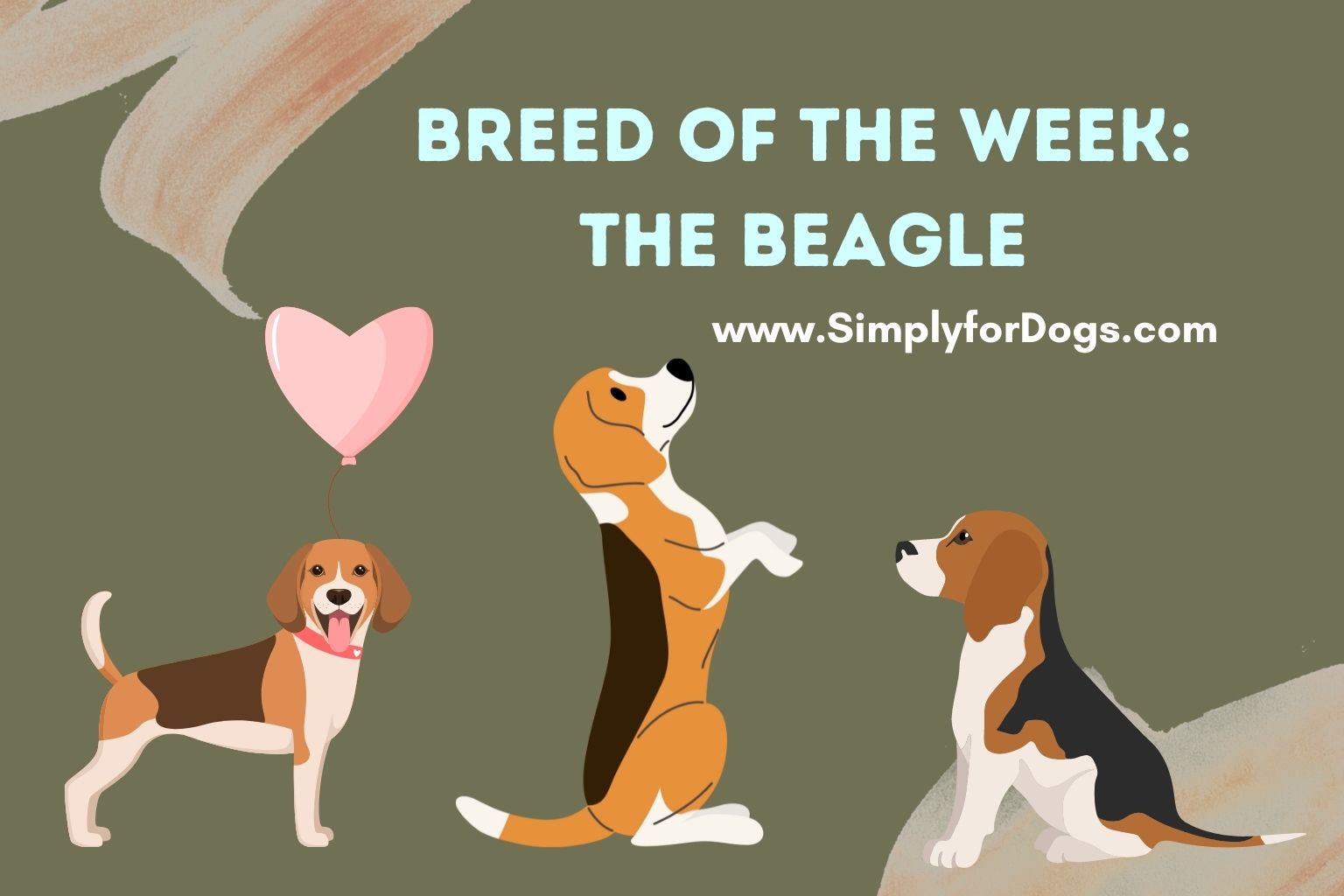 Breed of the Week_ The Beagle