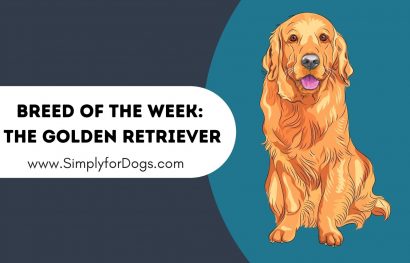 Breed of the Week_ The Golden Retriever