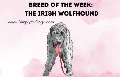 Breed of the Week_ The Irish Wolfhound