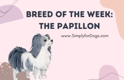 Breed of the Week_ The Papillon